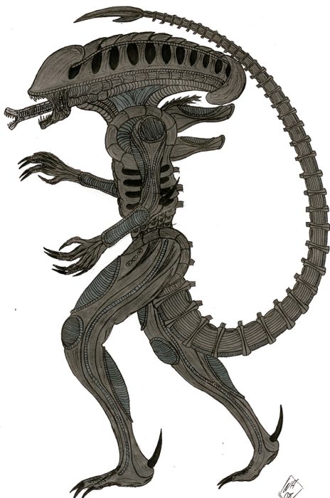 Alien Warrior-The Ridged Head. (dallas001)