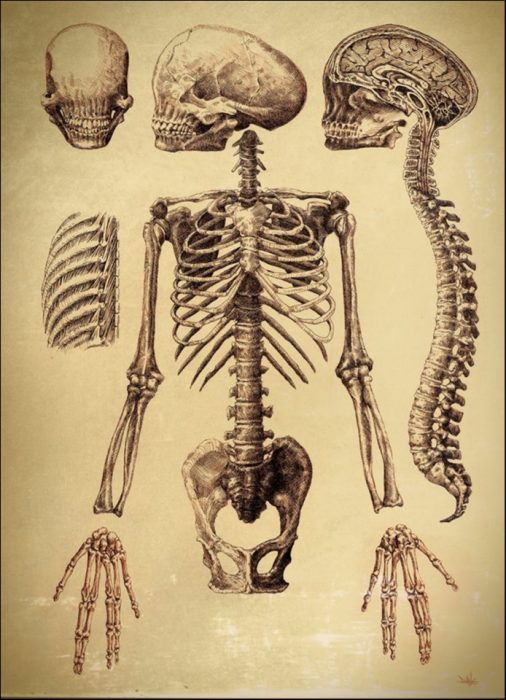 Skeleton (Dane Hallett)