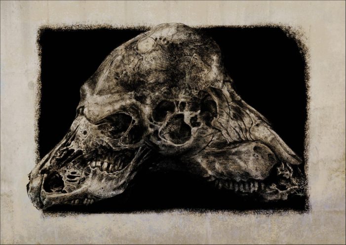 Skull (Dane Hallett)