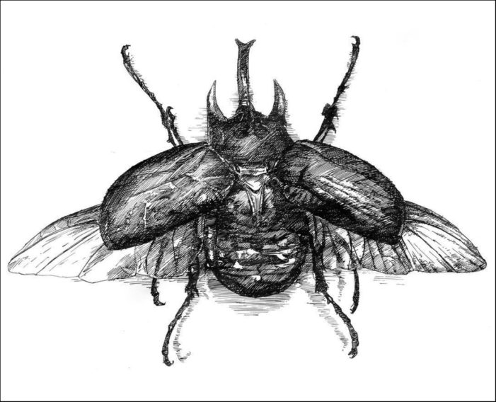 Bug (Matt Hatton)
