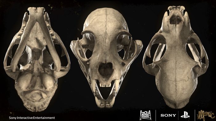 Bobcat Skull (Musaab Shukr)