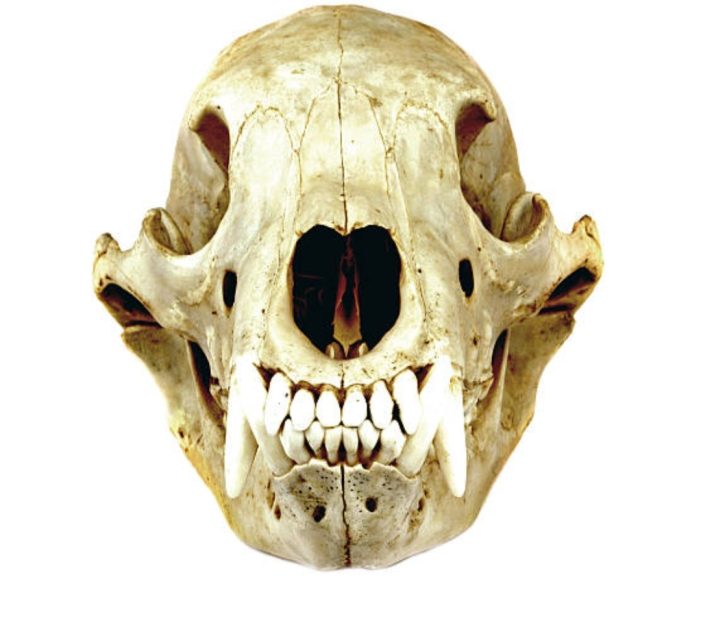  New Predator Film “Skulls” Production Update & Speculation