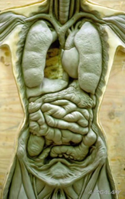 Models of Ripley’s body and internal…