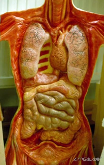 Models of Ripley’s body and internal…